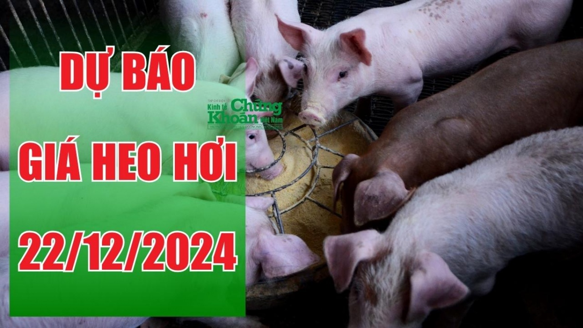 Dự báo giá heo hơi 22/12: Thị trường liệu có đột phá?