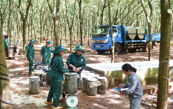 "Anh cả" cao su Việt Nam ước lãi hơn 3.700 tỷ đồng trong năm 2024