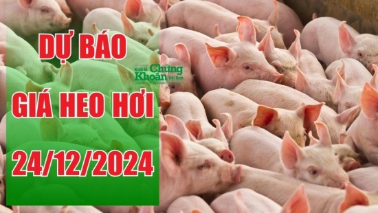 Dự báo giá heo hơi ngày 24/12/2024: Thị trường cuối năm bùng nổ, giá sẽ lập đỉnh mới?