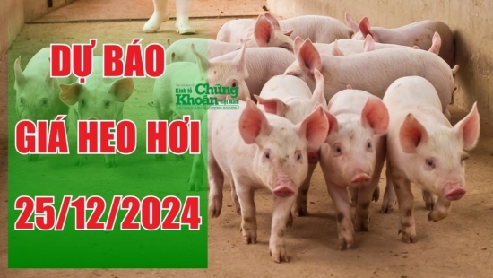 Dự báo giá heo hơi ngày 25/12/2024: Sẽ còn tăng cao?