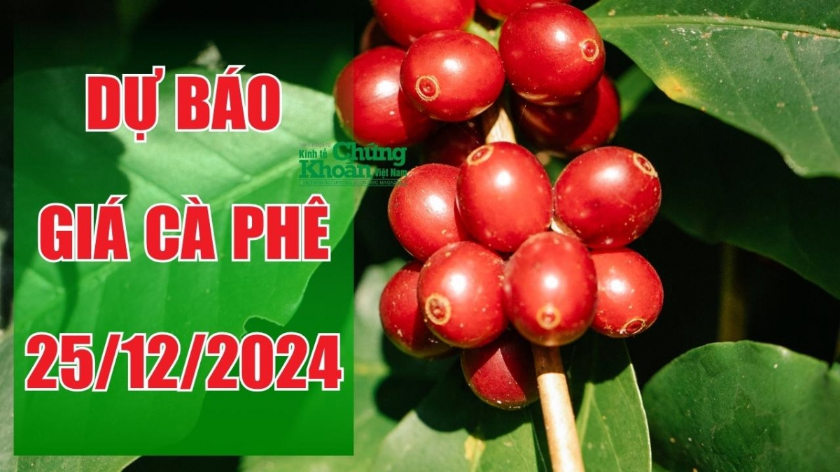 Dự báo giá cà phê ngày 25/12/2024: Nội địa giảm sâu, giá ngày mai liệu có hồi phục?