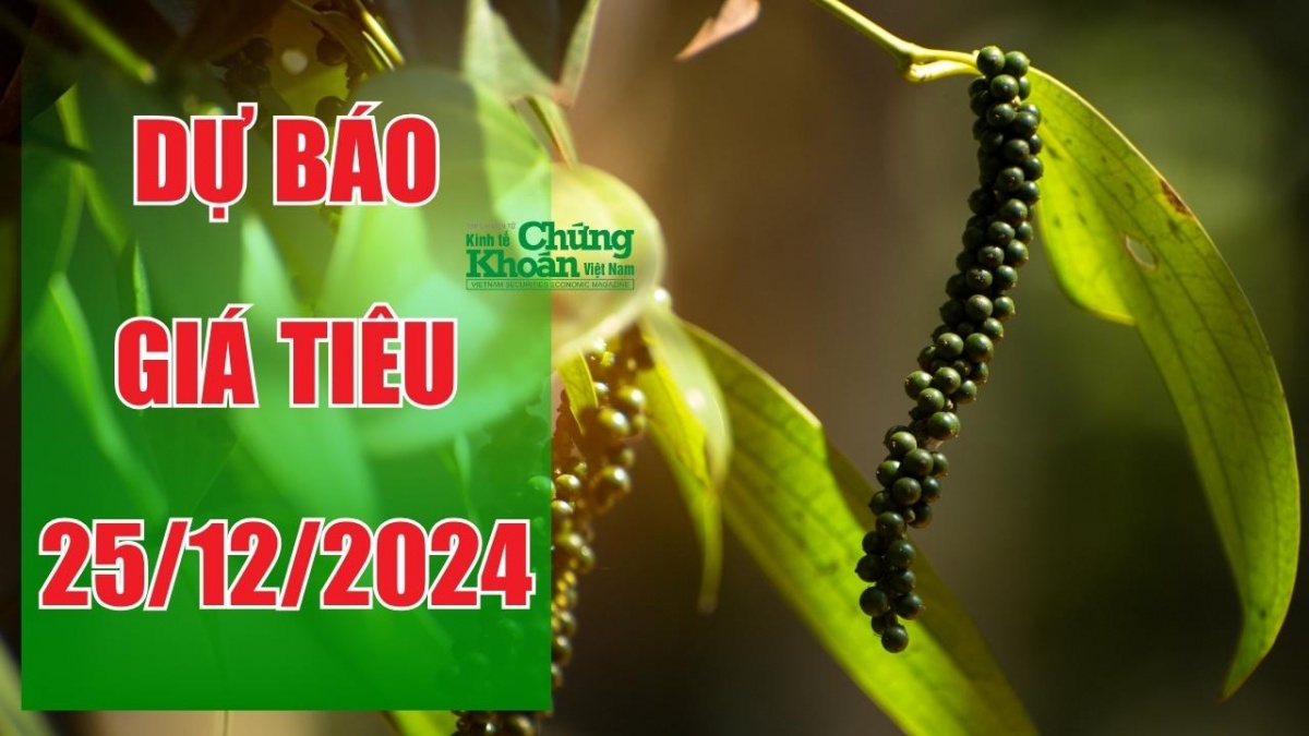 Dự báo giá tiêu ngày 25/12/2024: Đà tăng liệu có "cất cánh"?