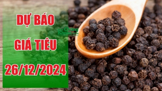 Dự báo giá tiêu ngày 26/12/2024: Quốc tế tăng mạnh, giá nội địa ra sao?