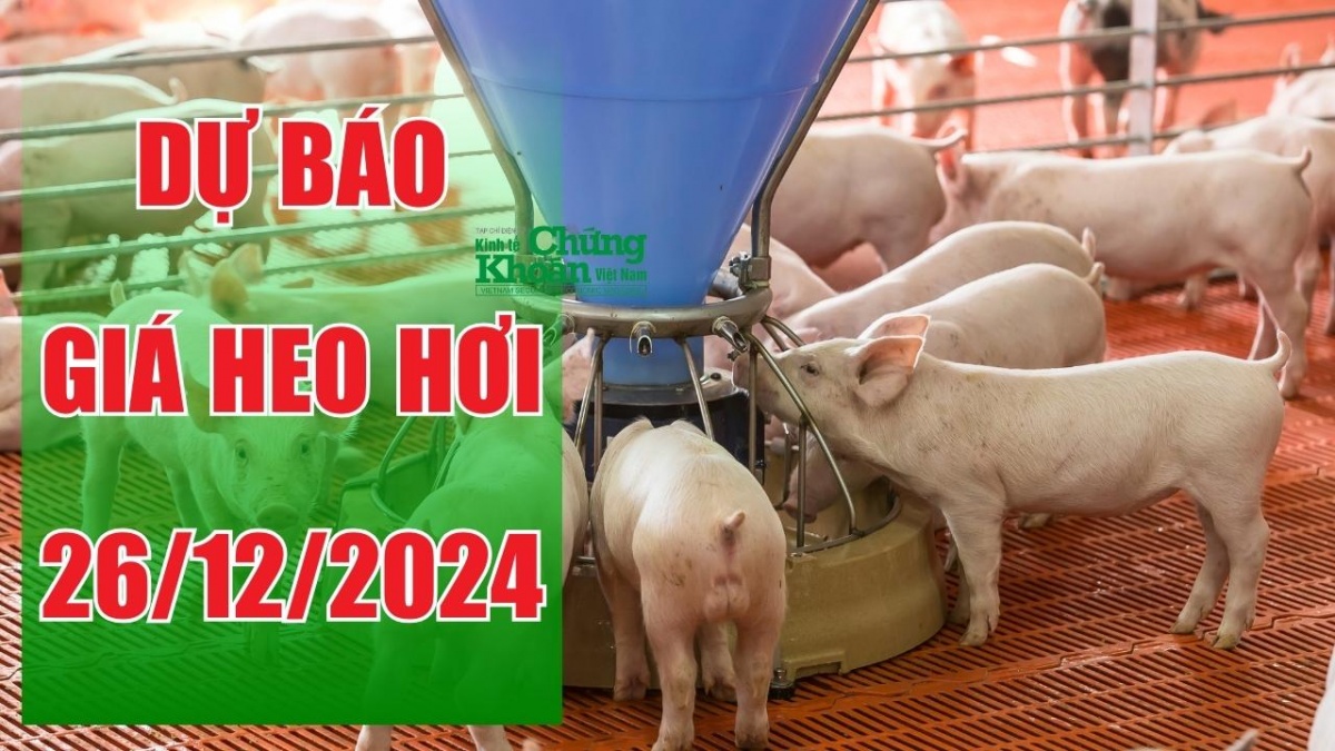 Dự báo giá heo hơi ngày 26/12/2024: Thị trường sôi động, nhu cầu cuối năm đẩy giá lên cao?