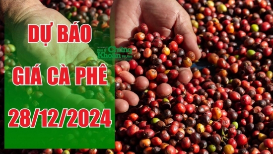 Dự báo giá cà phê ngày 28/12/2024: Thị trường nội địa sẽ giữ đà tăng?