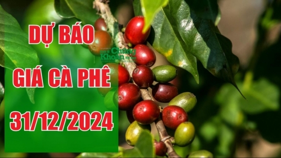 Dự báo giá cà phê ngày 31/12/2024: Liệu thị trường nội địa có tăng trở lại?