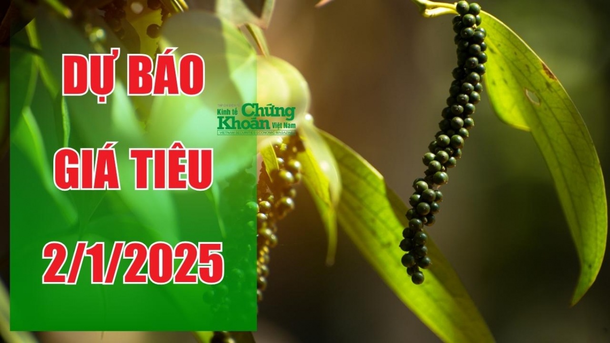 Dự báo giá tiêu ngày 2/1/2025: Kỳ vọng bứt phá dịp đầu năm