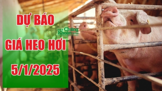 Dự báo giá heo hơi ngày 5/1/2025: Thị trường ổn định trước cao điểm Tết?