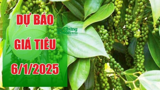 Dự báo giá tiêu ngày 6/1/2025: Sẽ chạm mốc 150.000 đồng/kg?