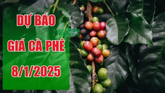 Dự báo giá cà phê ngày 8/1/2025: Tăng trưởng tích cực, thị trường đầy triển vọng?