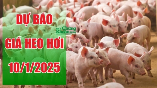 Dự báo giá heo hơi ngày 10/1/2025: Cận Tết Nguyên Đán giá tiếp tục lang thang