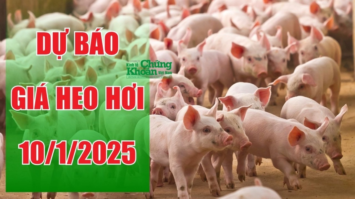 Dự báo giá heo hơi ngày 10/1/2025: Cận Tết Nguyên Đán giá tiếp tục lang thang