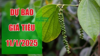 Dự báo giá tiêu ngày 11/1/2025: Liệu thị trường có phục hồi sau đợt giảm mạnh?