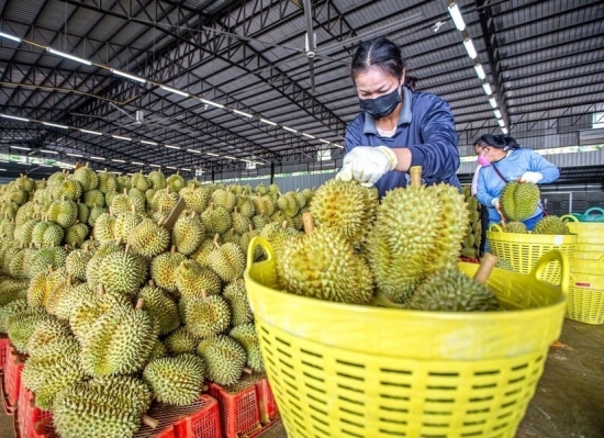 Xuất khẩu sầu riêng Việt Nam "bùng nổ", tiến gần vị thế số 1 thế giới