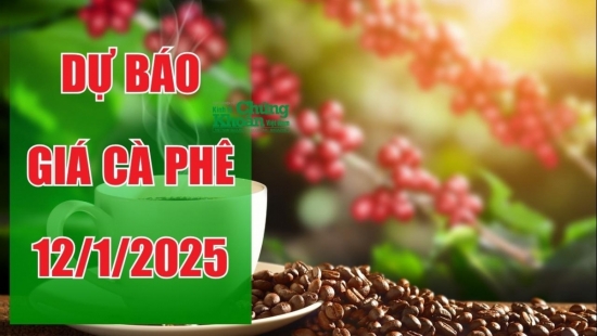 Dự báo giá cà phê ngày 12/1/2025: Xu hướng tăng trở lại