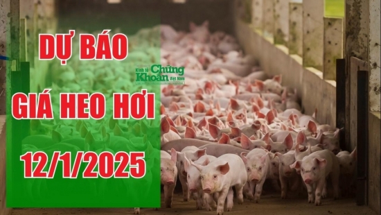 Dự báo giá heo hơi ngày 12/1/2025: Dấu hiệu tăng giá cận Tết Nguyên Đán