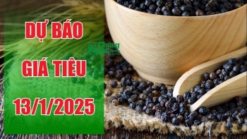 Dự báo giá tiêu ngày 13/1/2025: Sẽ hồi phục sau giảm mạnh?