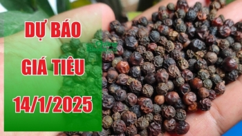 Dự báo giá tiêu ngày 14/1/2025: Sẽ có đột phá từ thị trường quốc tế?