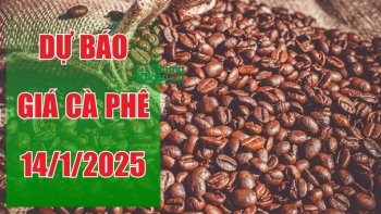 Dự báo giá cà phê ngày 14/1/2025: Liệu thị trường có phục hồi sau chuỗi ngày ổn định?