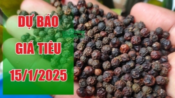 Dự báo giá tiêu ngày 15/1/2025: Thị trường duy trì giảm hay tăng nhẹ?