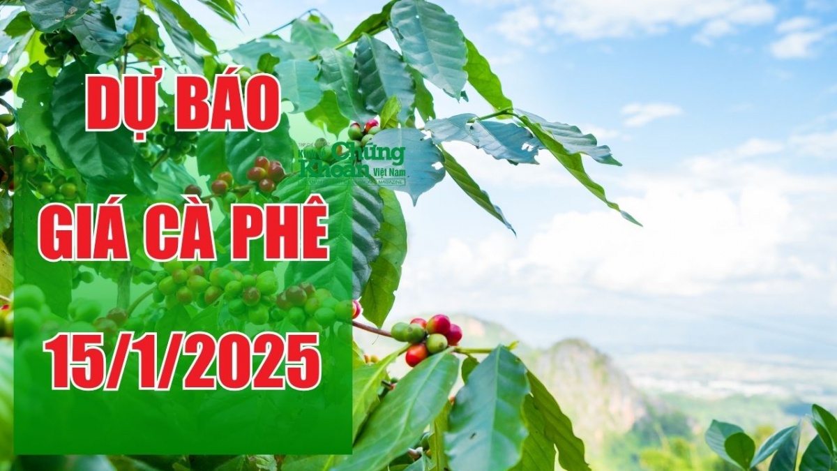 Dự báo giá cà phê ngày 15/1/2025: Có thể hồi phục nhẹ sau đợt giảm mạnh?