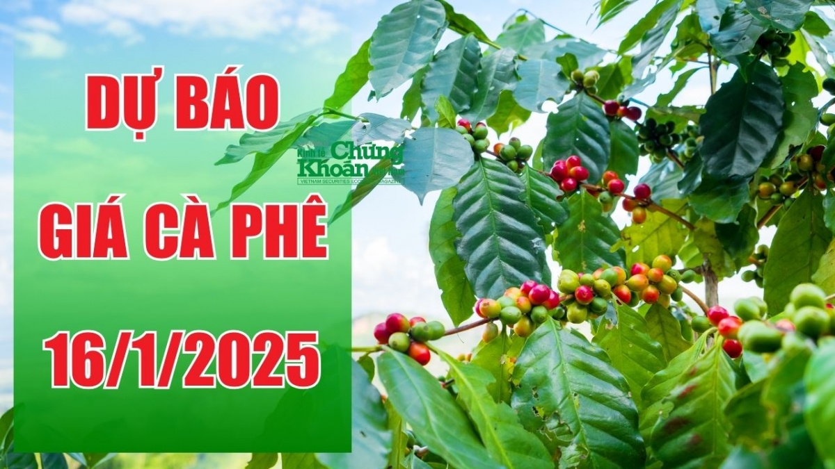 Dự báo giá cà phê ngày 16/1/2025: Chịu áp lực, sẽ tiếp tục giảm?