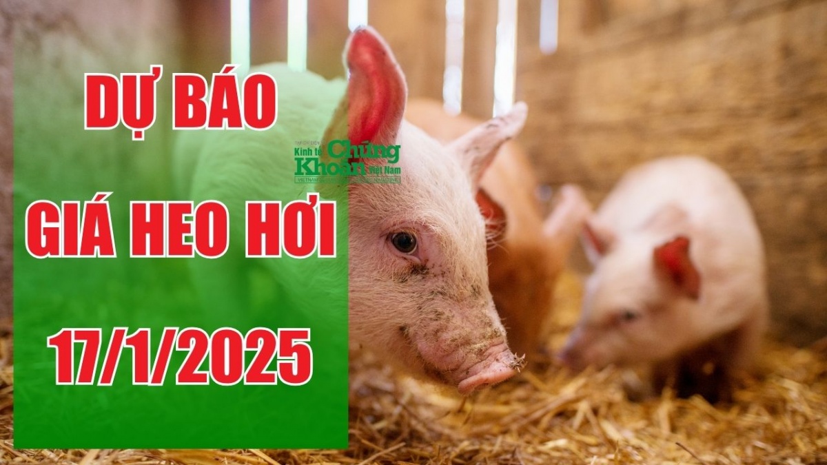 Dự báo giá heo hơi ngày 17/1/2025: Miền Bắc "tuột" mốc đỉnh cao?