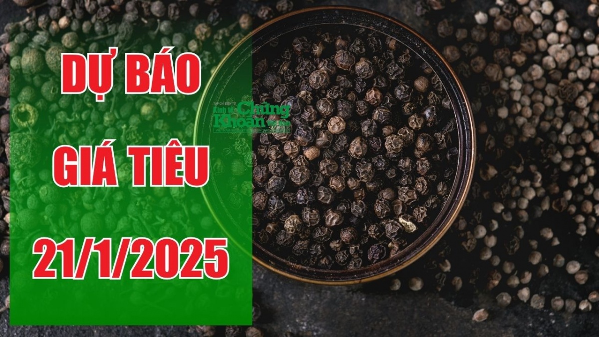 Dự báo giá tiêu ngày 21/1/2025: Kỳ vọng tín hiệu tích cực từ thị trường quốc tế