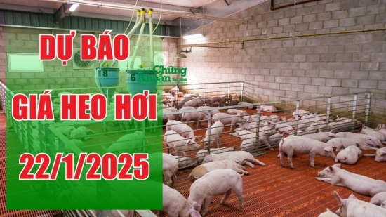 Dự báo giá heo hơi ngày 22/1/2025: tiếp tục giảm nhẹ dịp cận Tết