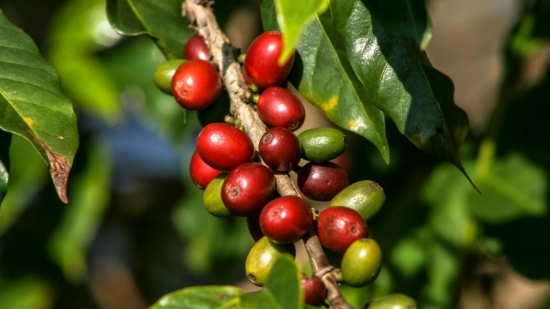 Giá cà phê hôm nay 6/2/2025: Tăng mạnh trở lại, arabica lập kỷ lục 9 phiên tăng liên tiếp