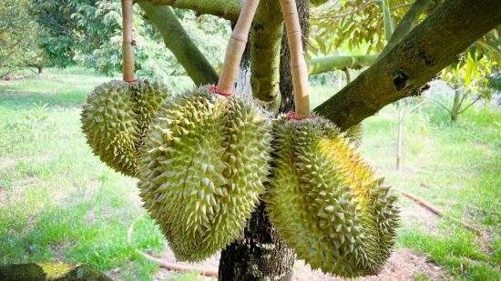 Giá sầu riêng hôm nay 9/2/2025: Ri6 tăng mạnh, sầu riêng Thái và Musang King duy trì mức cao