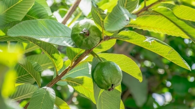 “Tứ đại thần dược” của Việt Nam khi pha trà giúp thanh lọc sạch cơ thể, cân bằng huyết áp và tăng cường đề kháng