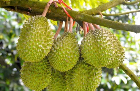 Giá sầu riêng hôm nay 2/3/2025: Musang King và Black Thorn ở mức cao nhất