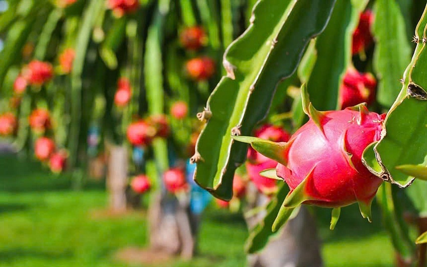 Từ hoàng kim đến lao dốc: Điều gì đang đe dọa 