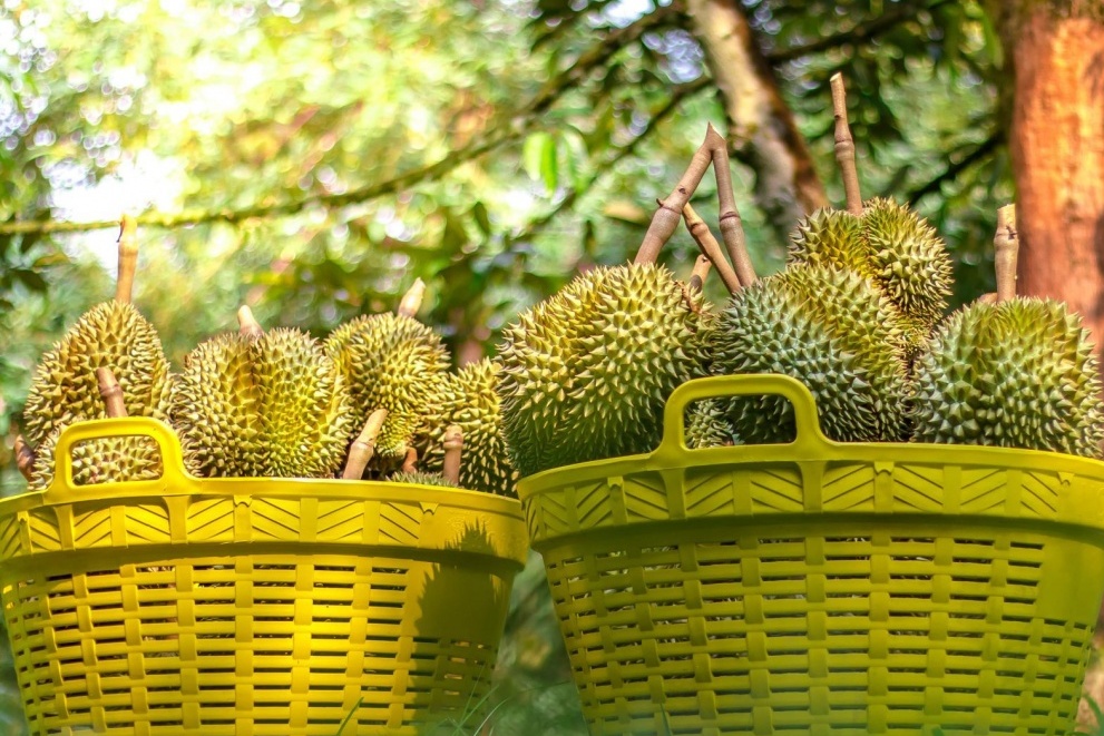 Giá sầu riêng Musang King tăng mạnh, nhà vườn phấn khởi thu lãi khủng