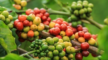 Giá cà phê arabica lập đỉnh khi vùng trồng Brazil đối mặt nguy cơ nghiêm trọng