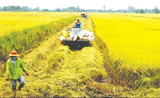 Chuyển mục đích sử dụng hơn 21 ha đất trồng lúa tại Cần Thơ