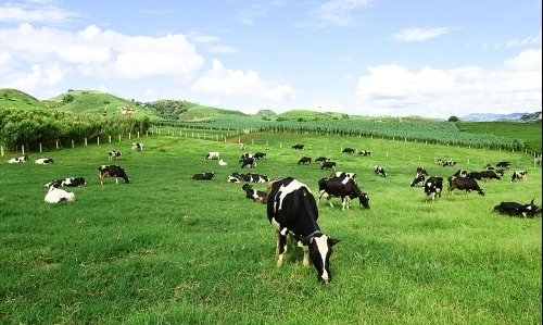 Mộc Châu Milk: Quý I/2022, lợi nhuận tăng 73%