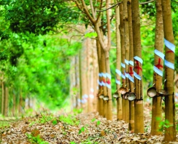 Đâu giá 38,23 ha cây cao su thanh lý tại huyện Hòa Thành, Tây Ninh