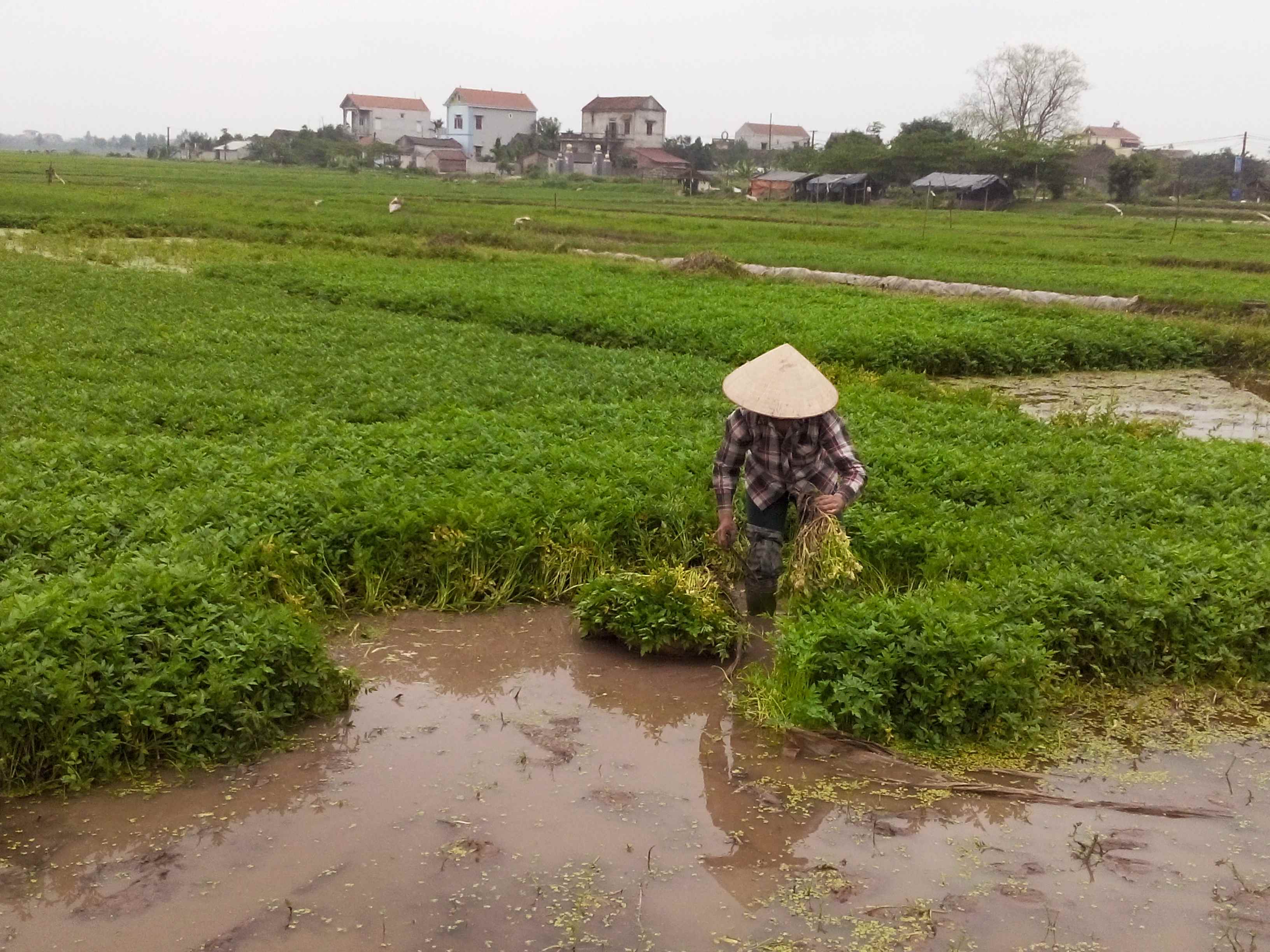 dau gia quyen su dung dat tai huyen phu xuyen ha noi 29554