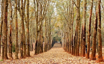 Đấu giá 53,7 ha cây cao su thanh lý tại tỉnh Bình Phước