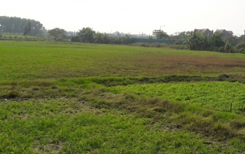 Rà soát việc cấp giấy chứng nhận quyền sử dụng đất ở trên đất nông nghiệp tại Hà Đông