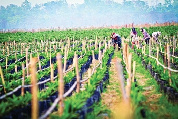Thaco đầu tư mạnh vào nông nghiệp