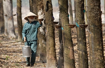 Cao su Hòa Bình lãi 773 triệu đồng quý I: Dự thanh lý 70 ha cao su