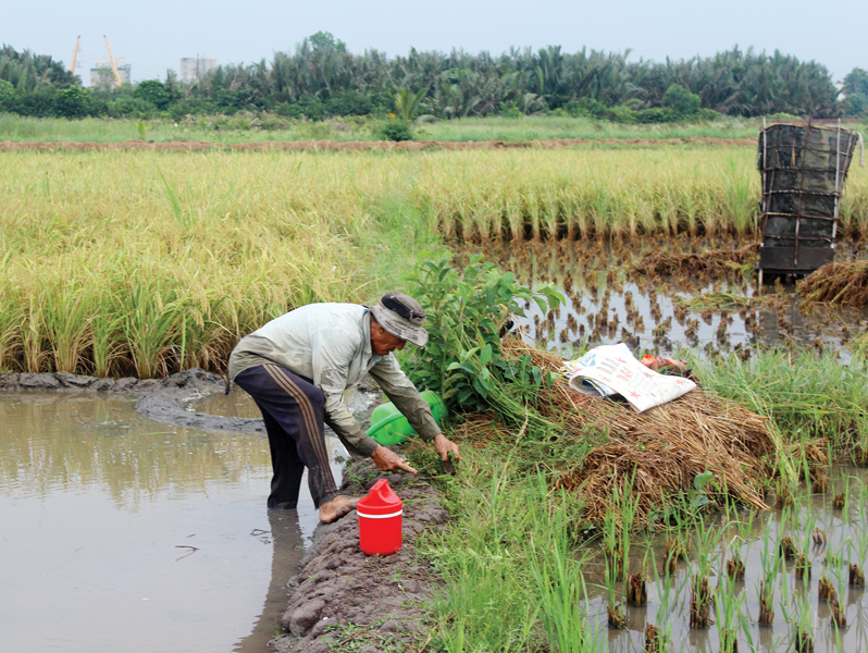 co hoi khi tphcm chuyen doi 26000 ha dat nong nghiep