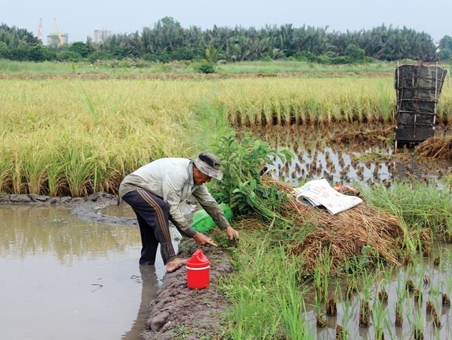 26000 ha dat nong nghiep tai tp hcm se ra sao