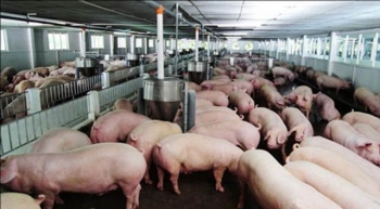 Dịch tả lợn châu Phi "phủ sóng" toàn quốc: Giá lợn hơi diễn biến thất thường