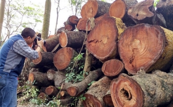 Đấu giá gỗ vườn Quốc gia Phú Quốc