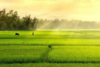 Việt Nam có thêm 22 giống lúa mới