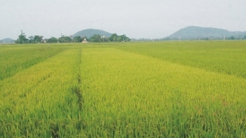 Chuyển mục đích sử dụng 32,7 ha đất trồng lúa sang đất phi nông nghiệp